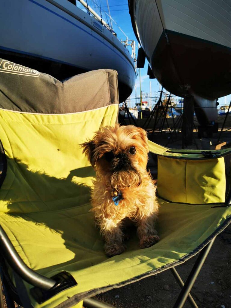 Cute dog sitting on a camping chair at Cabrales Boatyard, Puerto Peñasco, Rocky Point
