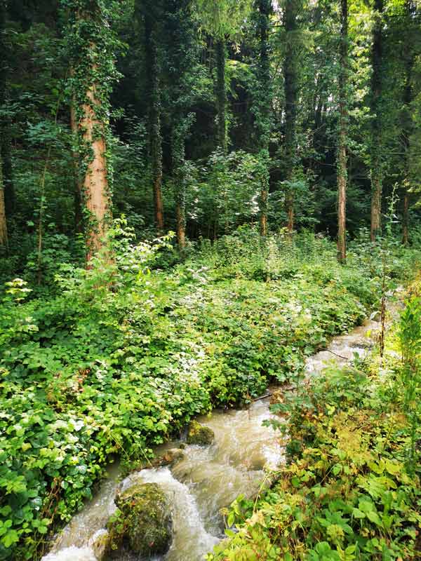 A stream in the forest in Aesch, Switzerland