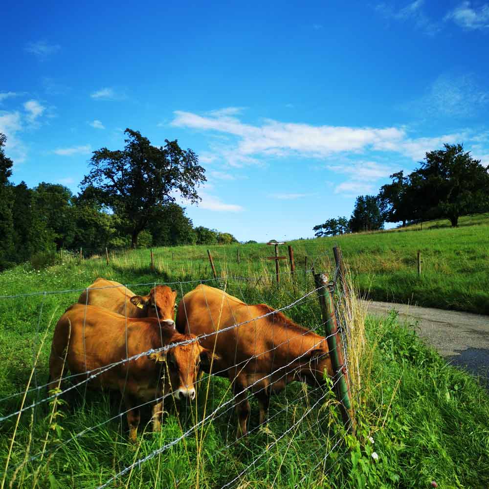 Vaches suisses à Aesch, Suisse