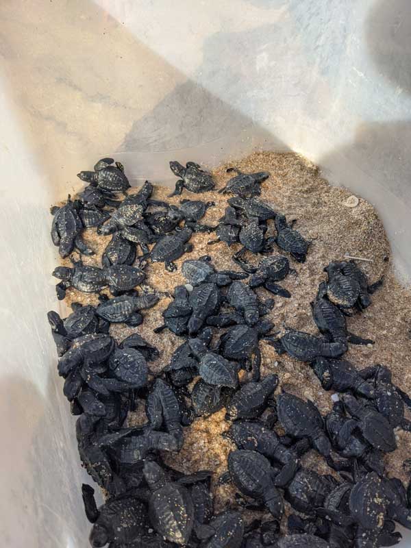Baby Schildkröten Freilassung