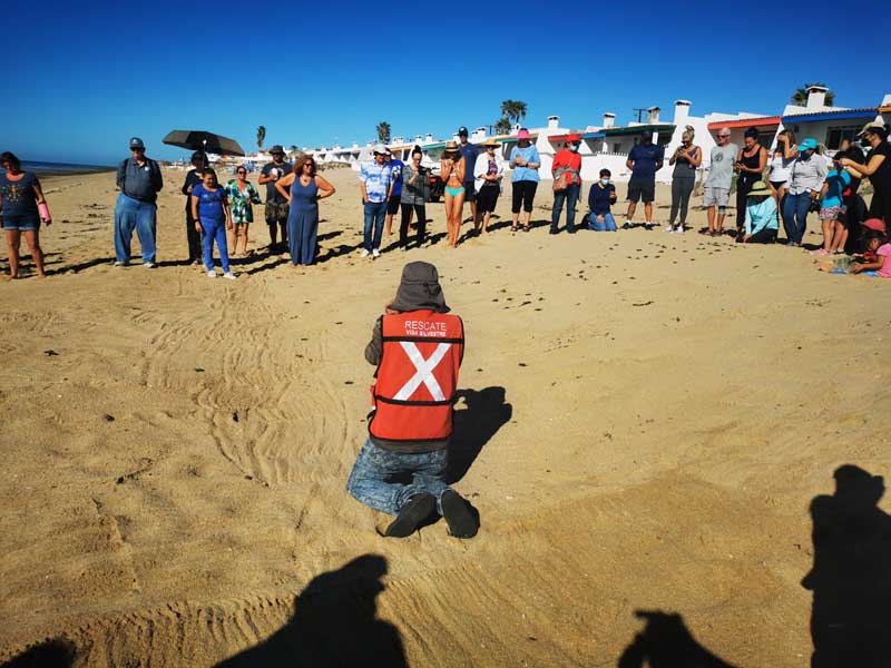 Release of turtles in Rocky Point